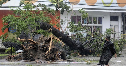 Man walks past tree uprooted by strong winds after Typhoon Haiyan hits Philippines