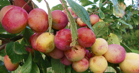 11-plum-tree