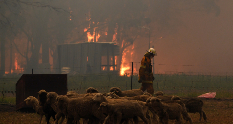 bushfires